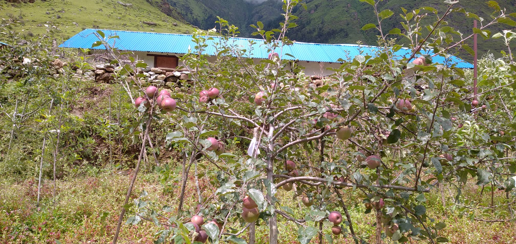 चैत, वैशाखको असिनाका कारण ढोरपाटन क्षेत्रमा स्याउ उत्पादनमा कमी