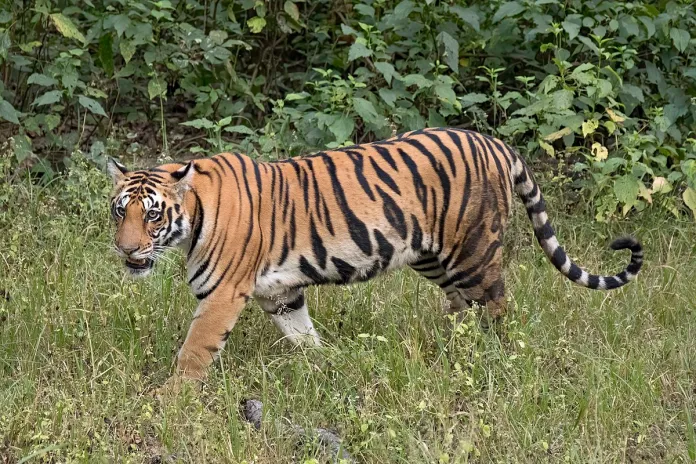 बाघको आक्रमणबाट एक जनाको मृत्यु