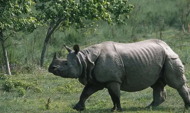 हेटौँडामा गैँडाको खागसहित तस्कर पक्राउ, ५ राउन्ड हवाई फायर