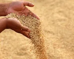 बाराका किसान चैते धान लागतभन्दा कम मूल्यमा बेच्न बाध्य