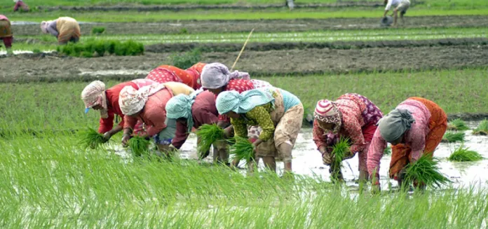 समयमै वर्षा नहुँदा बारामा ७५ प्रतिशत मात्र रोपाइँ
