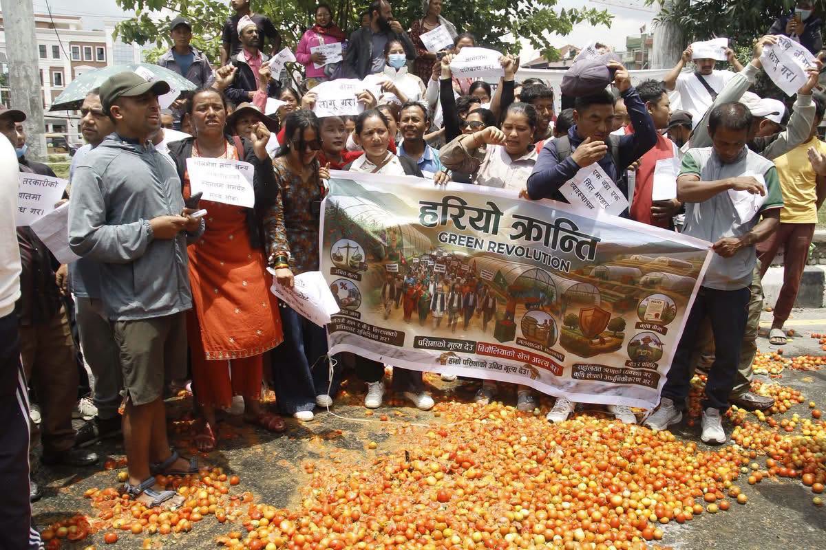 माइतीघरमा टमाटर छ्याप्दै किसानको आक्रोश, कृषि नीतिविरुद्ध सडकमा विरोध