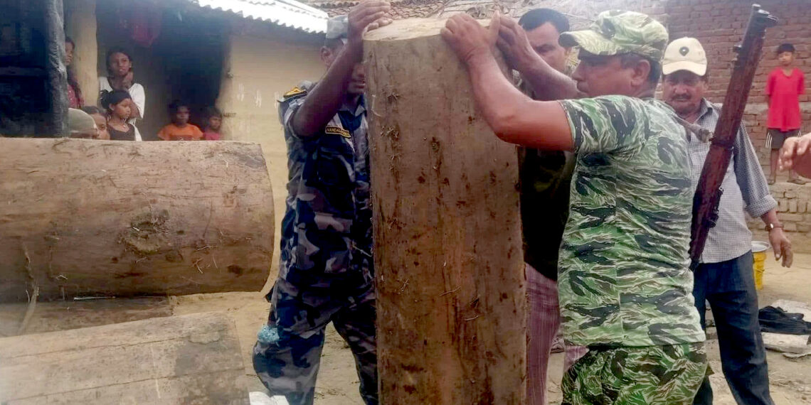 कोल्हबीबाट अवैध सालको काठ बरामद